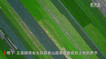 新华全媒+｜陕西太白：高山蔬菜持续带动农民增收