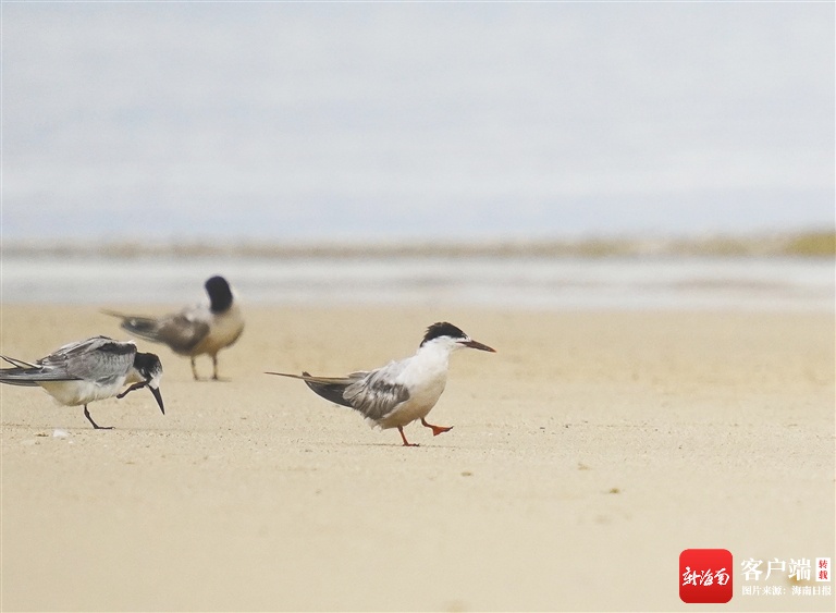 灰尾漂鹬和普通燕鸥现身 昌江海尾国家湿地公园（试点）记录的鸟类增至163种