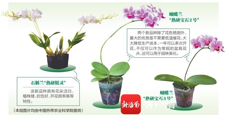 中国热科院聚焦解决热带花卉产业发展“卡脖子”问题 3个兰花植物新品种保护权获批