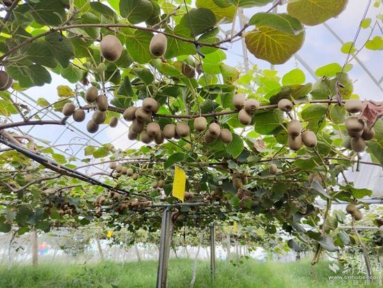 赤壁财政助力猕猴桃产业发展，“小果果”带动村民脱贫致富