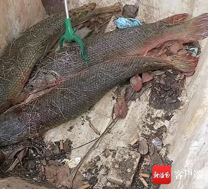 海口苍东村发现鳄雀鳝！已钓捕3条并进行无害化处理