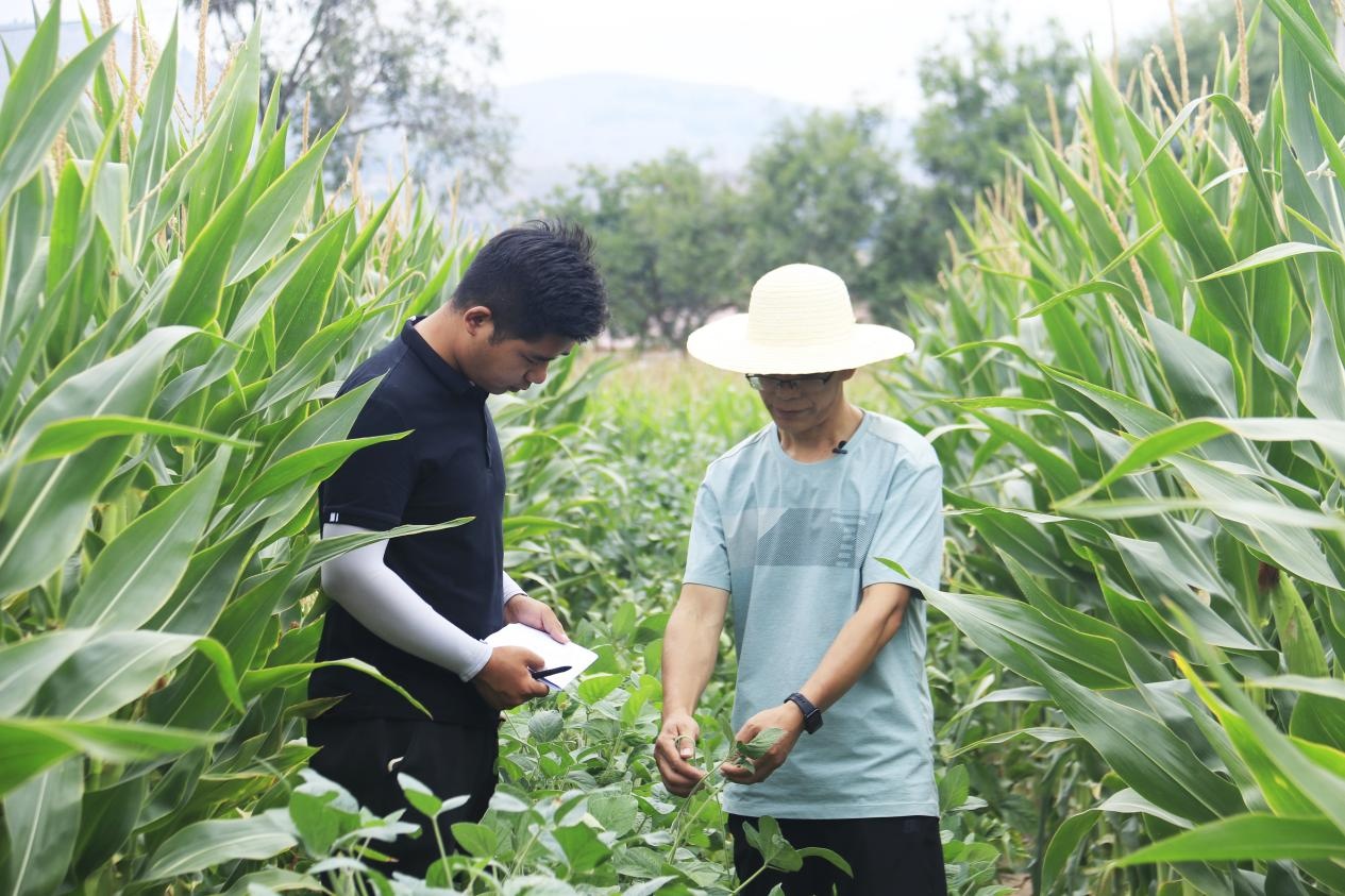 【甘快看】科技创新团队把科技兴农的“火种”播撒在甘肃通渭的广袤田野上