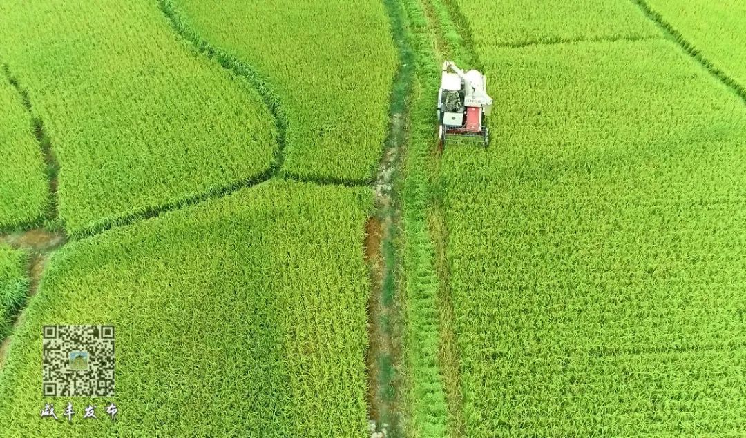 咸丰11万亩水稻陆续成熟 机收助力颗粒归仓