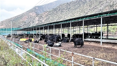 甘南牦牛产业的绿色“加减法”