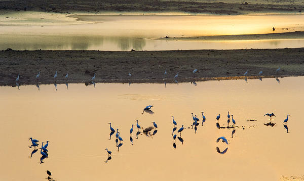 欢迎！平桥区两河口湿地公园迎来鸟类“度假”潮