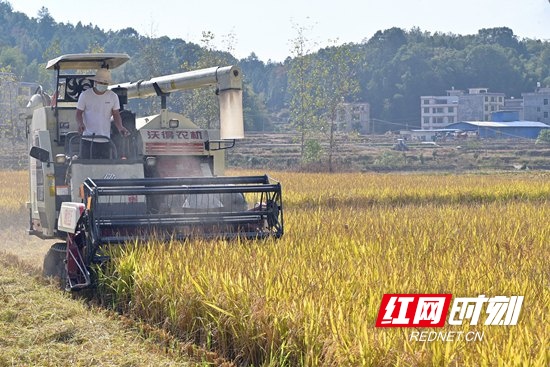 隆回再生稻两季平均亩产1378.67公斤 创湖南省高产纪录