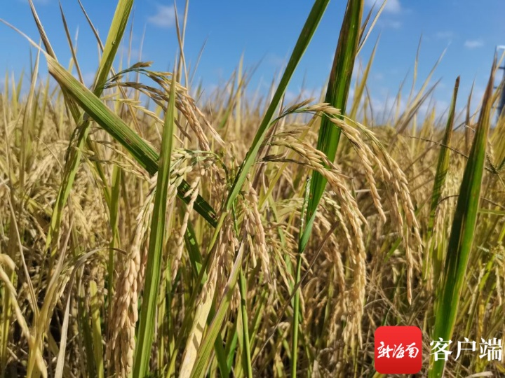 “海南好米”推广种植再传佳音 “九九新香”晚造亩产近380公斤