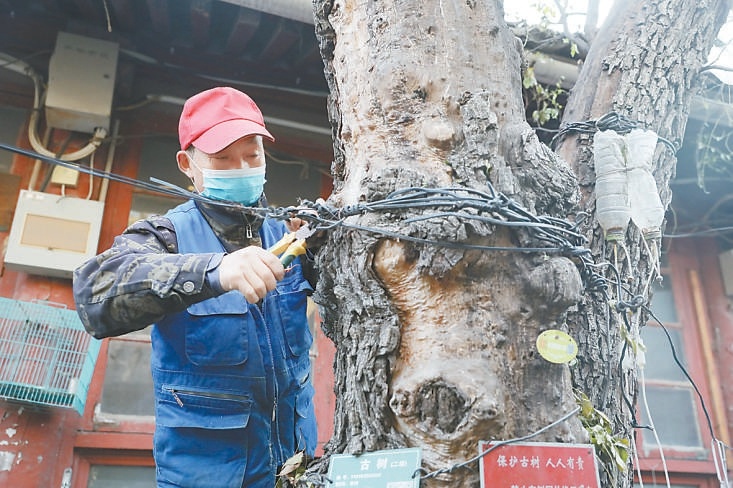 城管进院解救古树