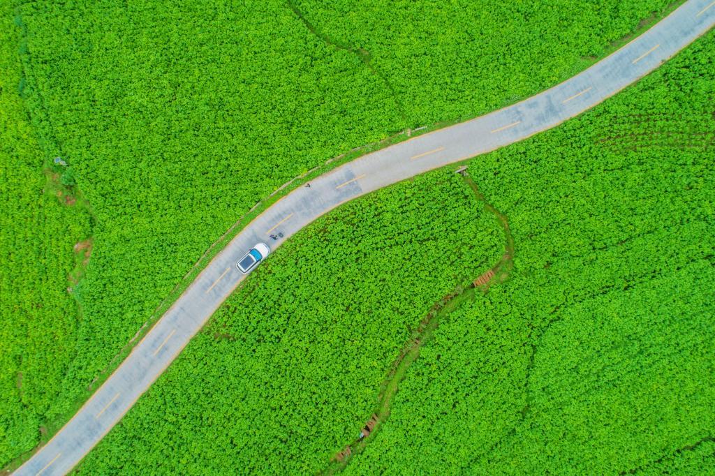 广西河池：“桑蚕+”织就高质量发展新“丝路”