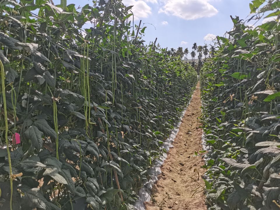 三亚推广豇豆绿色种植技术 确保今冬明春季豇豆生产提质增收