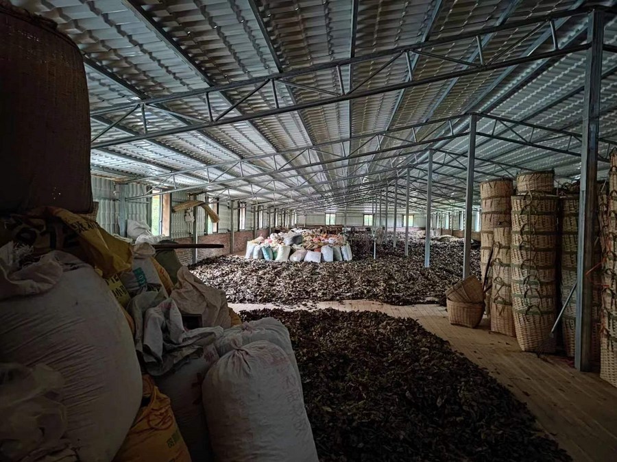 广西：自动化茶厂里的非遗茶香