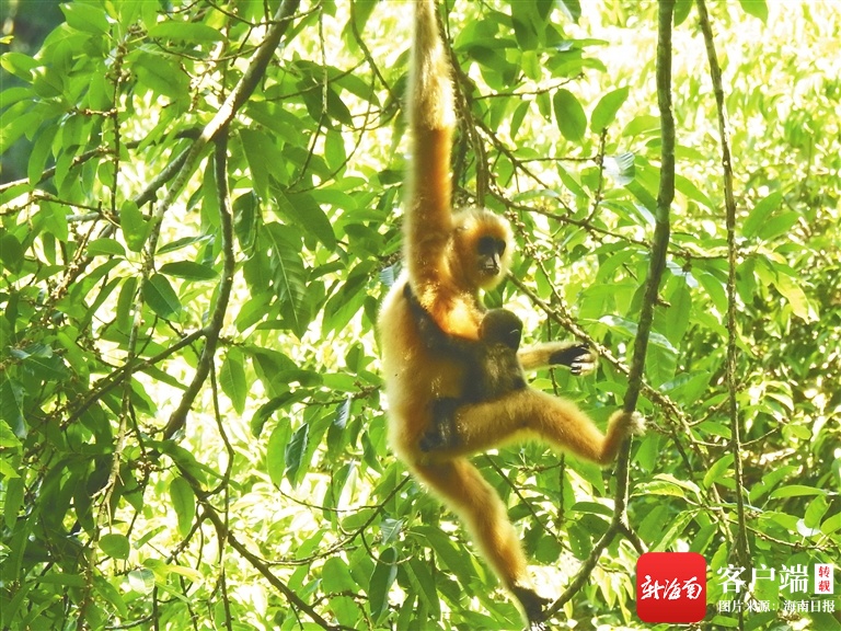 聚焦COP15中国角“海南日”｜章新胜：海南长臂猿保护对全球物种保护有示范意义