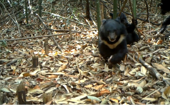 “熊出没”！广东南岭首次记录到野生黑熊“一家三口”的画面