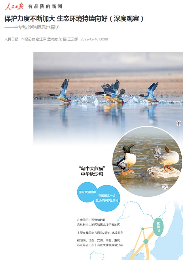 央媒看吉林丨挑剔的“国宝鸭”为何喜欢栖息长白山？