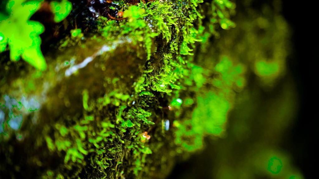 新华全媒+｜微缩“森林”生机盎然：大围山保护区已知苔藓538种