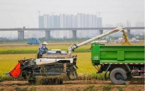 2022年广东粮食产量实现“四连增”，为近十年来最高水平
