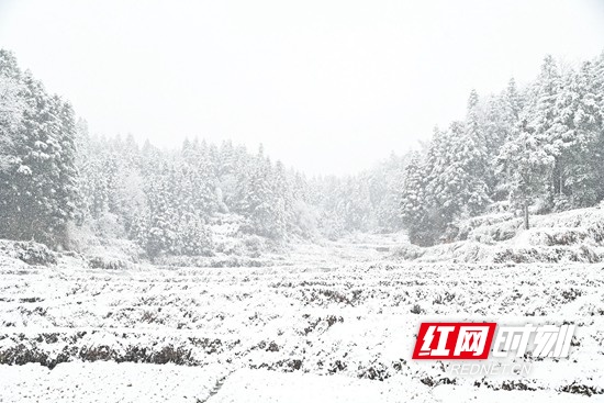 隆回金石桥镇：玉树银花见冬雪