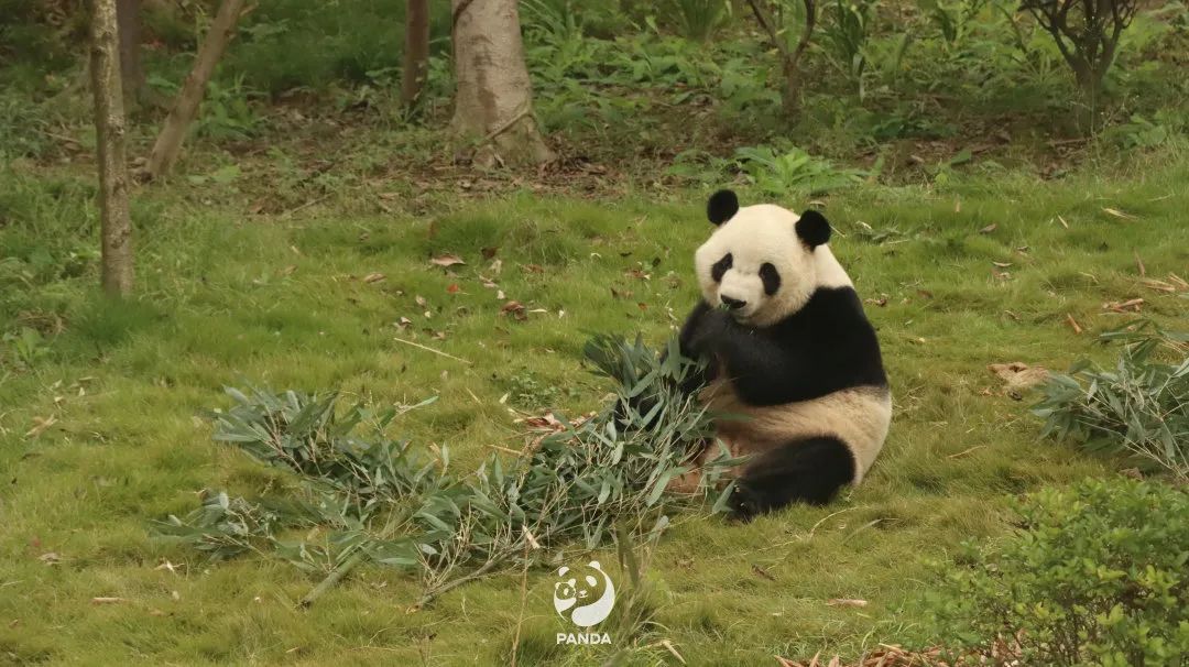 成都熊猫基地双重福利来袭 168元买一张可通耍一年