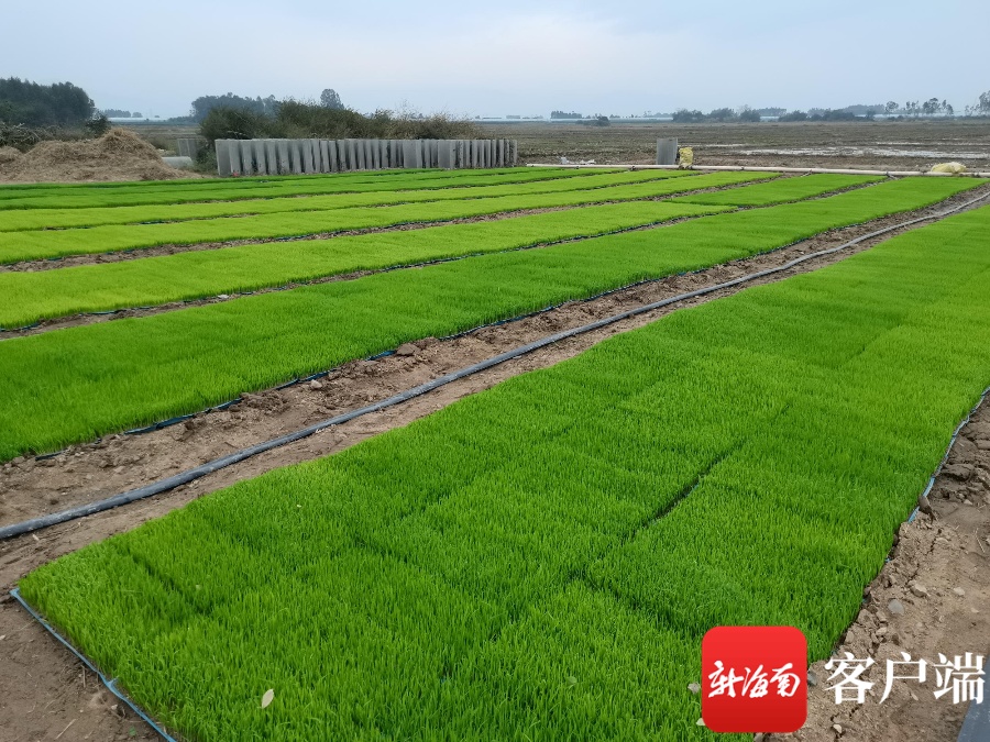 南京农业大学育种专家在海南田间传授水稻秧期管理技术