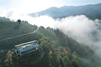从“春茶一季”到“四时丰收”——陕西紫阳茶产业链条拉长销路拓宽