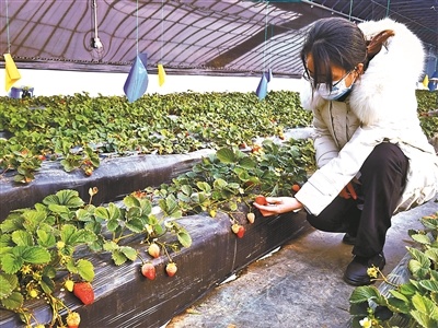 平谷“智慧草莓”迎来丰收季
