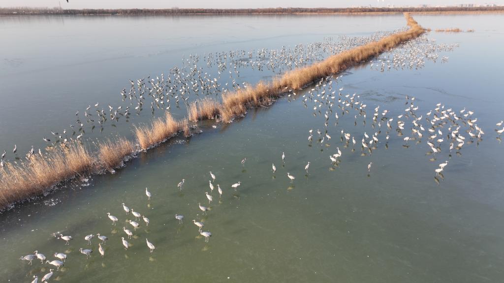 新华全媒+丨64000余只候鸟越冬衡水湖 今年新增5种国家一、二级保护鸟类