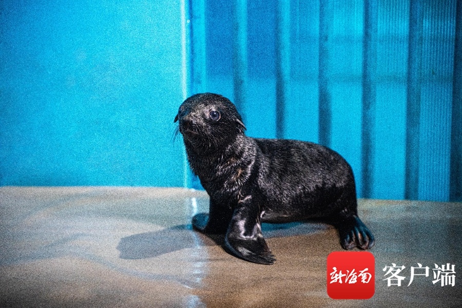 三亚亚特兰蒂斯首只自主繁育海狮宝宝出生