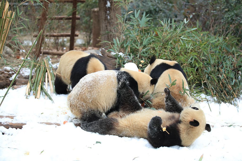 成都熊猫基地下雪 看大熊猫雪地撒欢