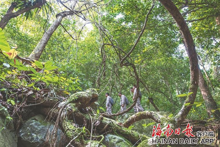 央媒看海南 | 《人民日报》关注海南热带雨林国家公园生态保护工作