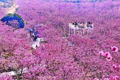 【大美中国】紫花风铃迎春绽放