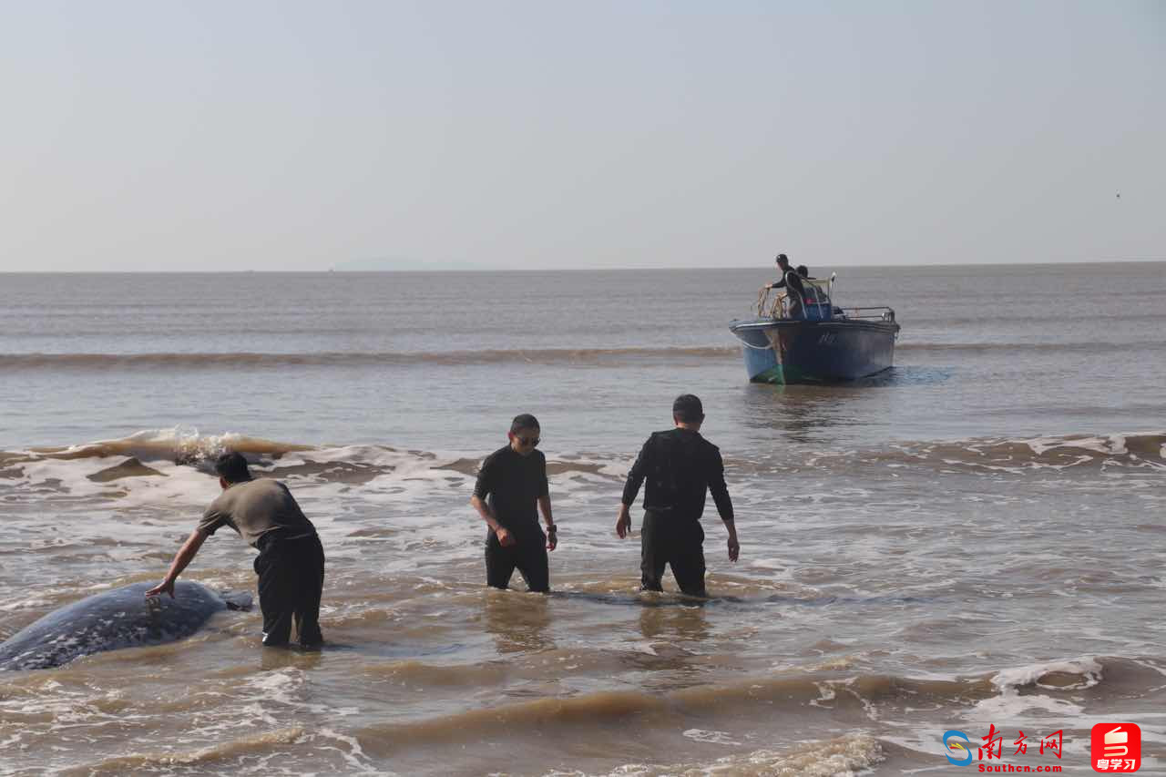 幼年鲸鲨搁浅阳江海滩，迅速获救脱险！