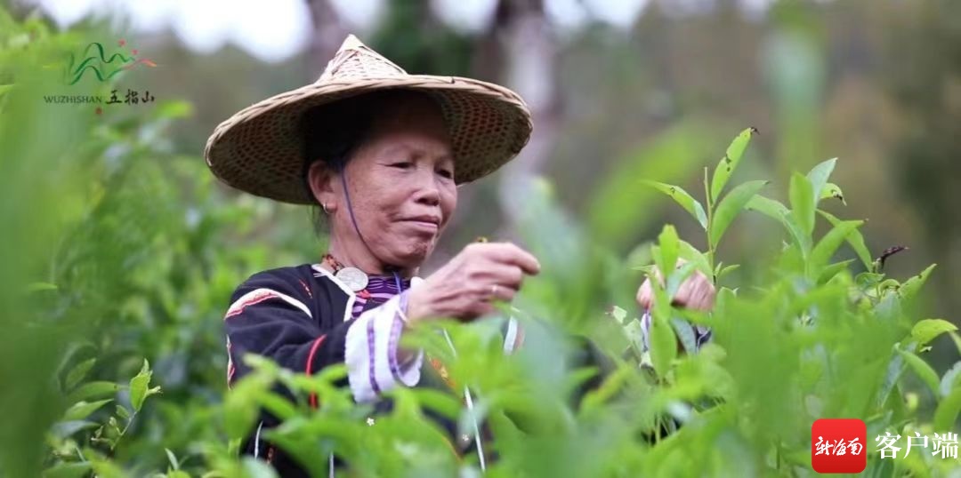 2023年海南（五指山）早春茶开采节2月4日开启，主会场设在毛纳村