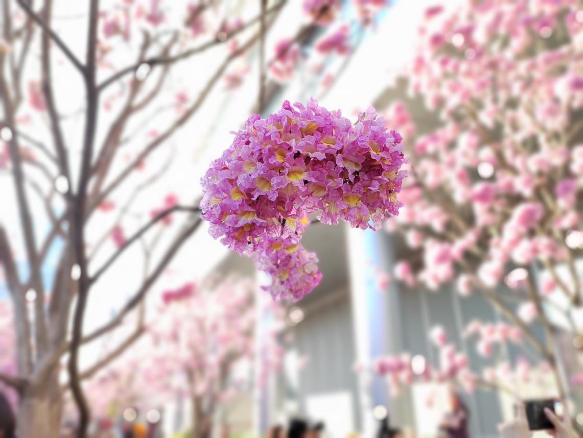 广州早春限定“粉紫浪漫”登场！日均近千人来打卡