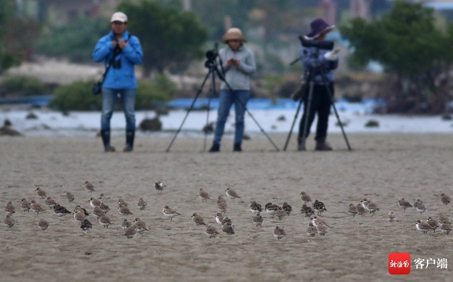 2023年海南越冬水鸟调查共记录水鸟71种32036只