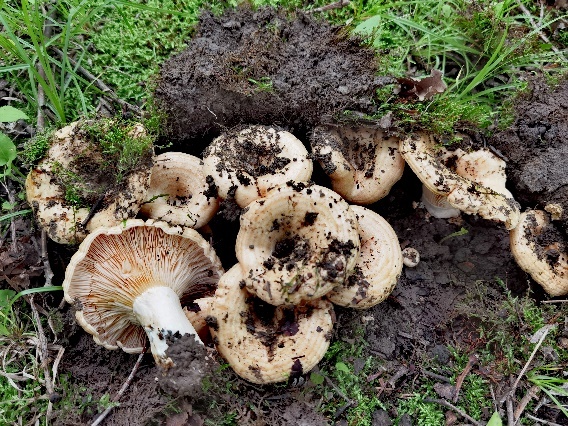 吉林农业大学发现蘑菇新种 被命名为李玉乳菇