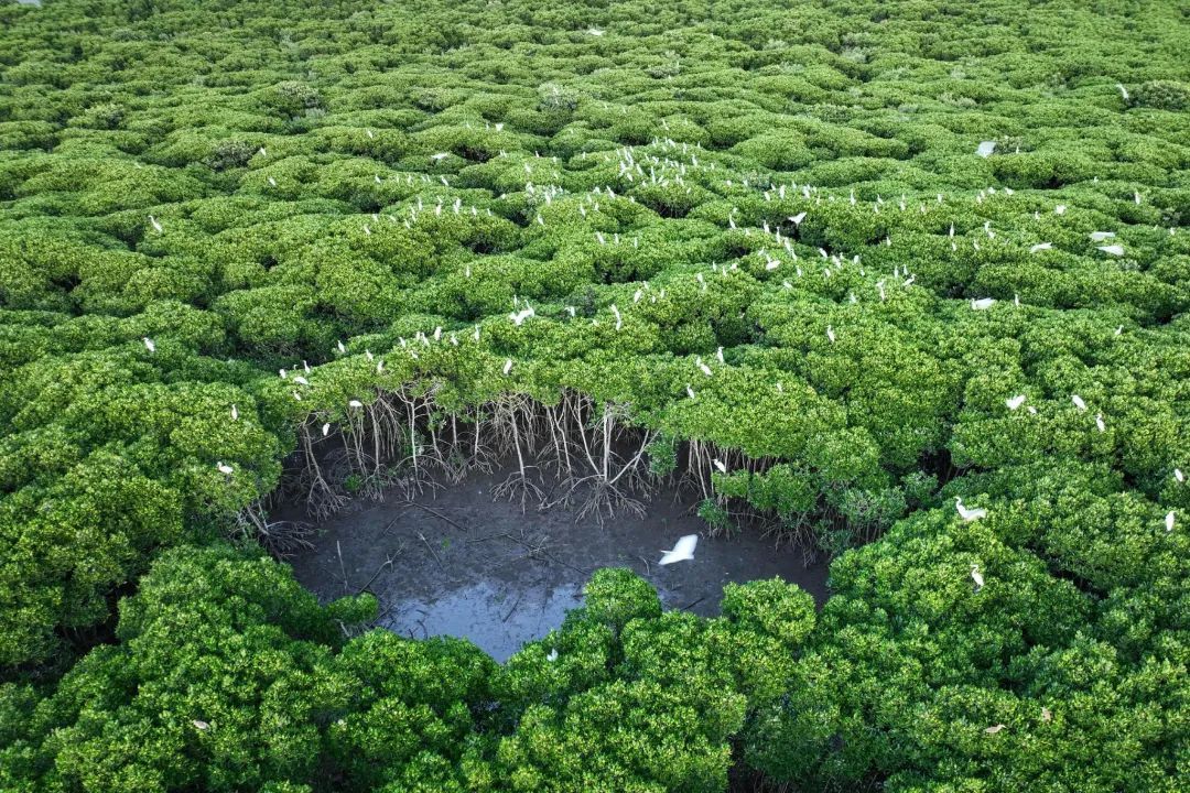 近万亩海上森林“在路上” 海口江东新区生态含金量持续上升