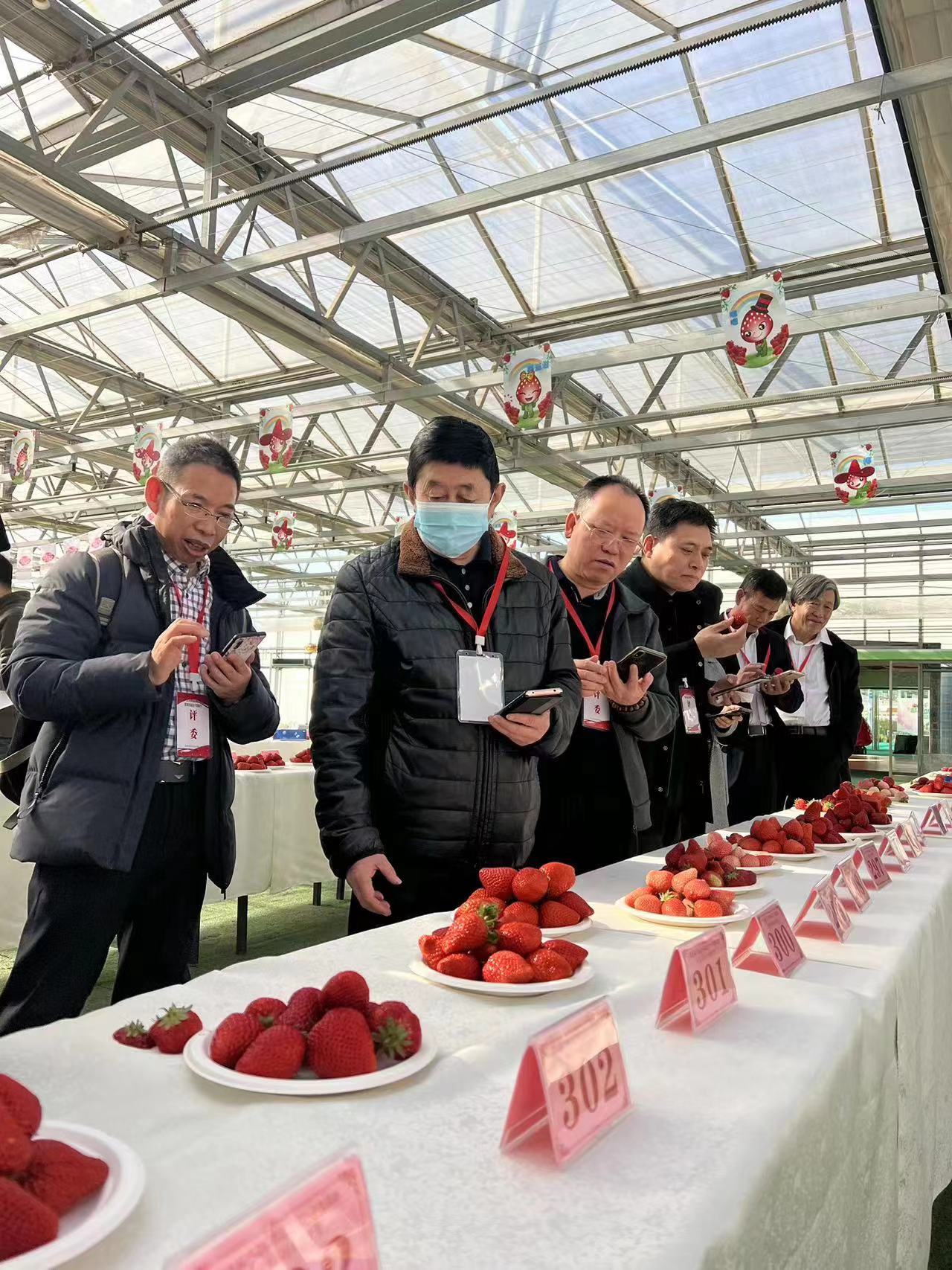 一年一度选“莓”大赛——2023年第九届“北京草莓之星”评选暨第四届昌平草莓节获奖名单2月4日揭晓