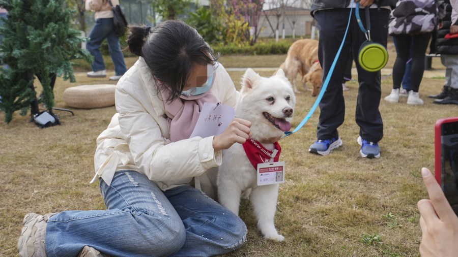 “狗狗医生”来了！四川成都将治疗犬只运用于心理治疗