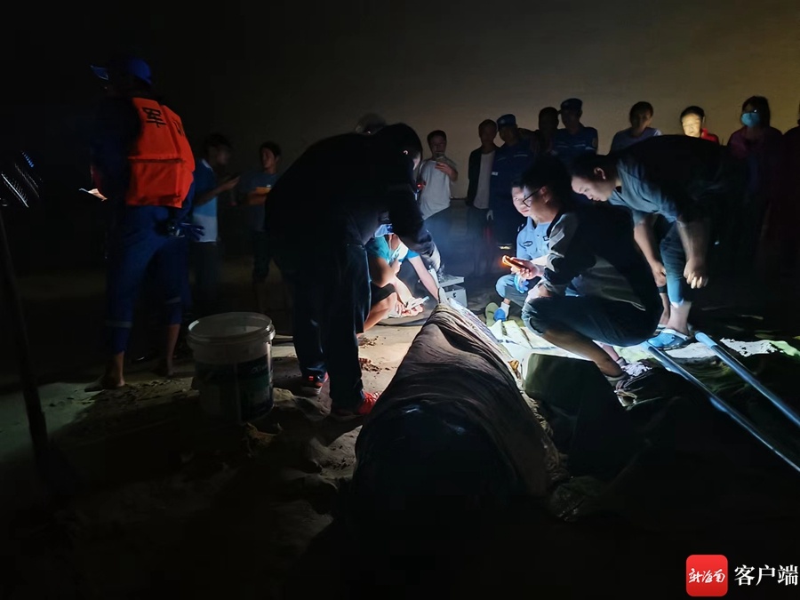 三亚海滩一头抹香鲸受伤搁浅 众人合力救助