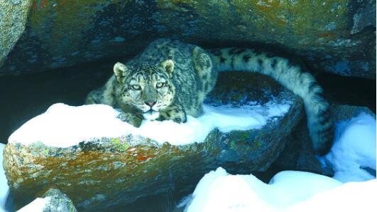 三江源国家级自然保护区年保玉则保护分区首次记录雪豹清晰影像