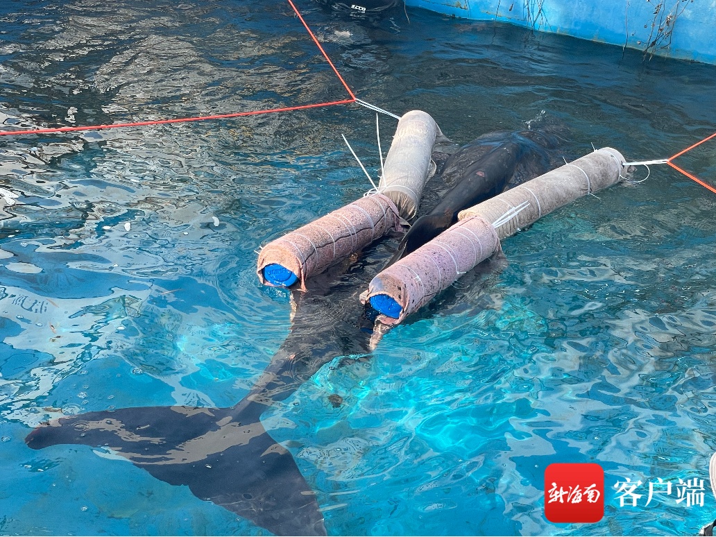 三亚搁浅侏儒抹香鲸救助动态：呼吸平稳 但需要专业潜水员看护