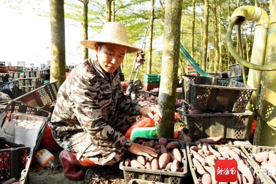 文昌昌洒镇甘薯喜获丰收 “西瓜红”品种亩产超5000斤