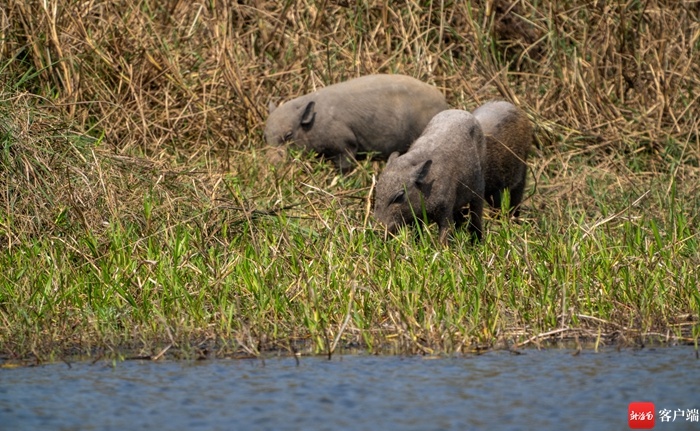 组图+视频 | 憨态可掬！海南大田自然保护区水塘边上野猪带崽觅食