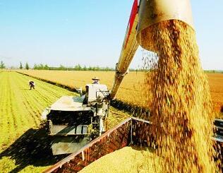 农民收获水稻