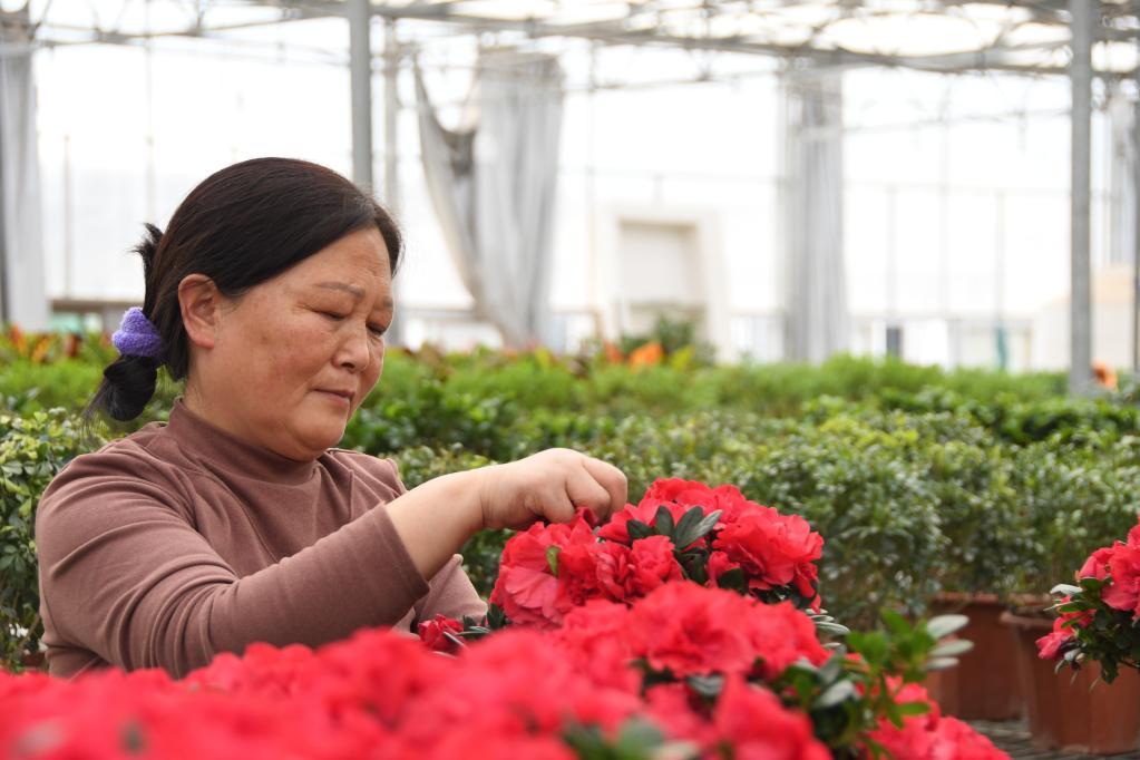 新华全媒+丨农业经纪人、市场分析员、植物造型师……秦岭村庄有了这些新职业