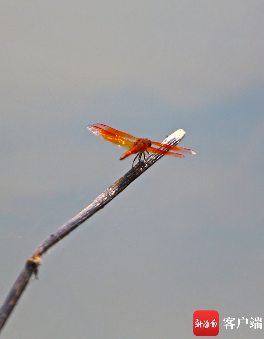 原创组图丨海口五源河国家湿地公园各色蜻蜓“点水”成趣