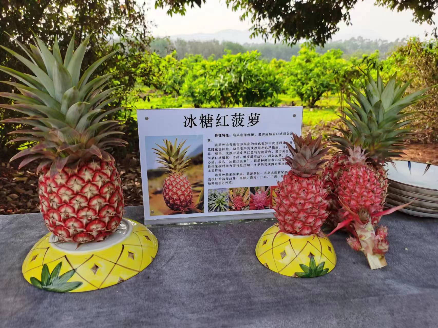 冰糖红菠萝见过吗？中国热科院品资所在儋州举办菠萝新品观摩会