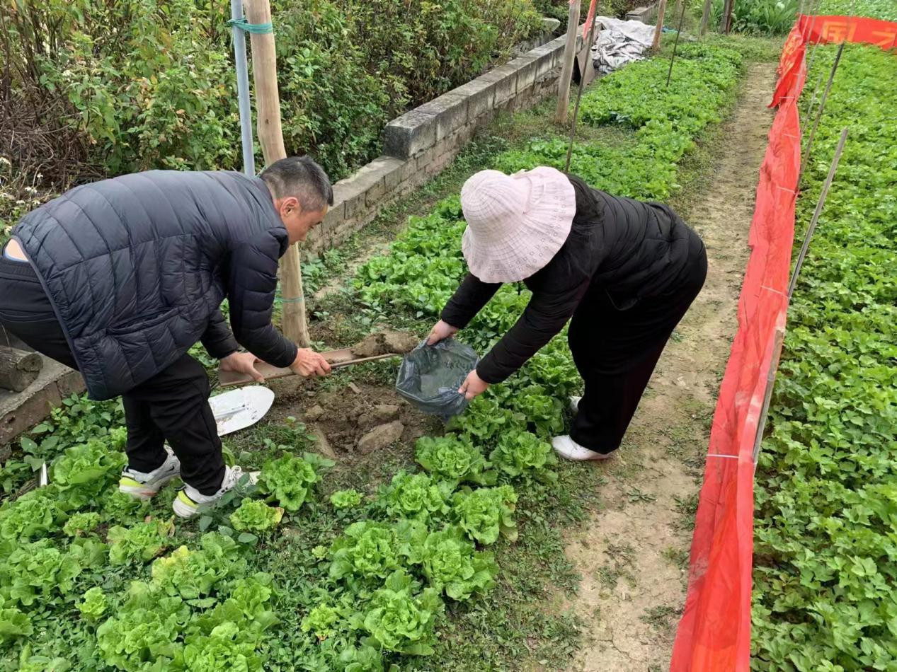 广州花都推广化肥减量增效新技术 助力农业绿色高质量发展