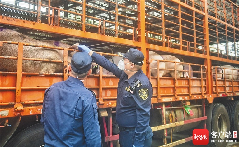 海南活猪将首次进入澳门市场