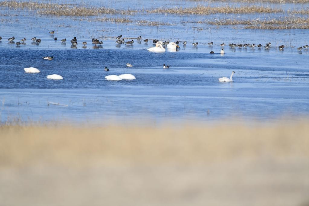 4万余只候鸟飞抵内蒙古科尔沁国家级自然保护区